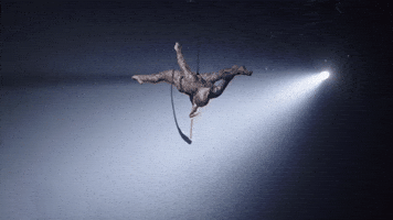 Circus Split GIF by Ringling Bros. and Barnum & Bailey