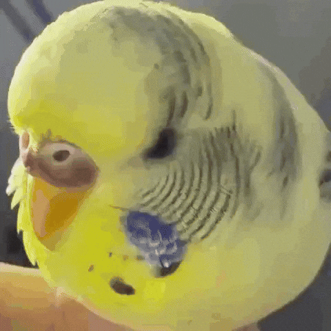 Bird GIF