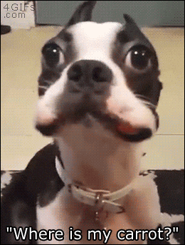 Dog Hide GIF - Find & Share on GIPHY