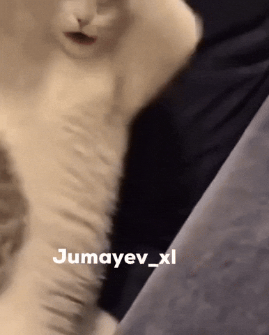 Super Cat Uzbek GIF