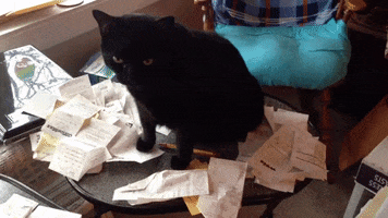 Black Cat GIF by America's Funniest Home Videos