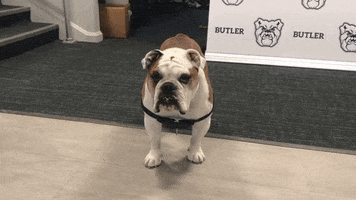 college basketball GIF by Butler University
