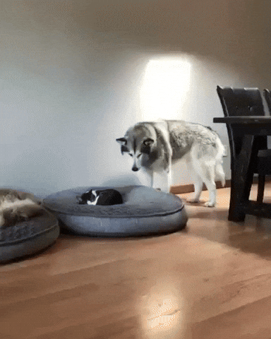 dog bed can i lay here GIF