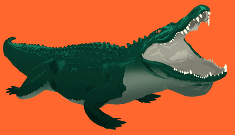 Image result for orange alligator gif