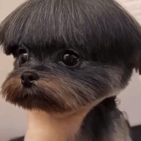 Dog Edgar GIF