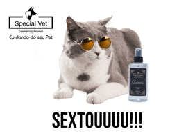 specialvetoficial cat animal sextou gatinho GIF