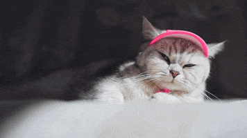 Cat GIF