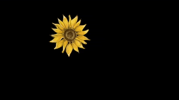 hollyjacksonartgifs sunflower hollyjacksonart GIF