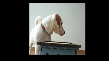Thats It Jack Russell GIF by WoofWaggers