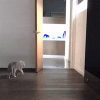 Playing Hide And Seek GIF by JustViral.Net