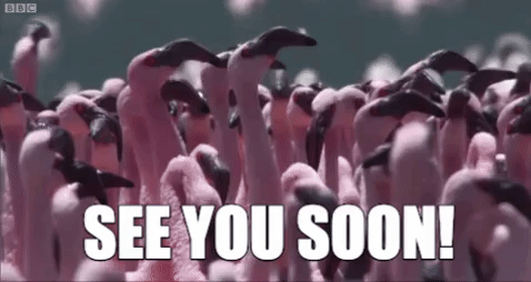 See You Soon Flamingo GIF - Find & Share on GIPHY