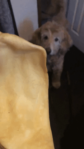 Dog Wagging GIF by Super Chill Paws