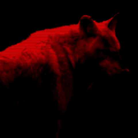 Wolfsrudel GIF