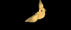 Bird GIF