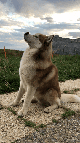 Beeheidi GIF
