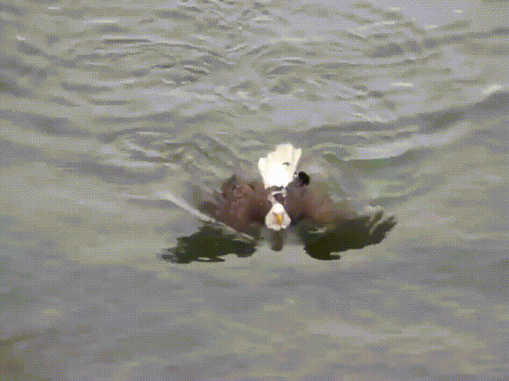 freedom swim GIF