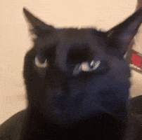 Holding In A Laugh GIF