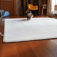 Cat Fashion GIF by JustViral.Net