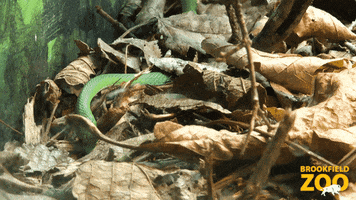Smelling Green Snake GIF by Brookfield Zoo