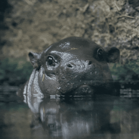 Pygmy Hippo Gifs Find Share On Giphy