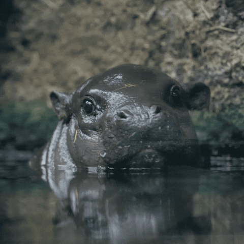 Baby Animals Swimming GIF by San Diego Zoo