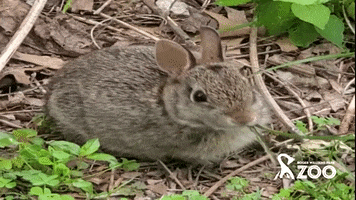 Bunny Eating GIF by Roger Williams Park Zoo