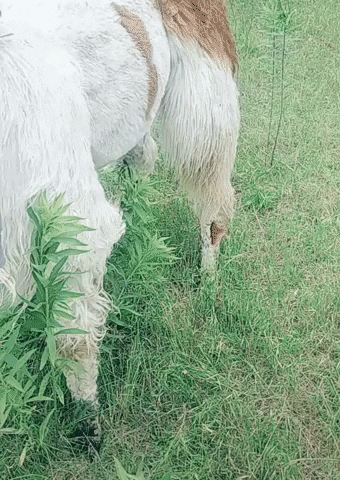 JustViral funny wow animal hilarious GIF
