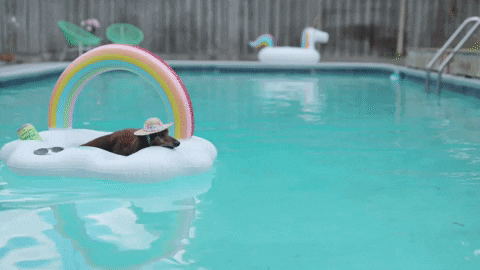 Dog-on-pool-float GIFs - Get the best GIF on GIPHY