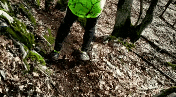 Nature GIF