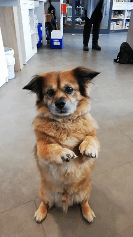 Nordseebad Dangast GIF