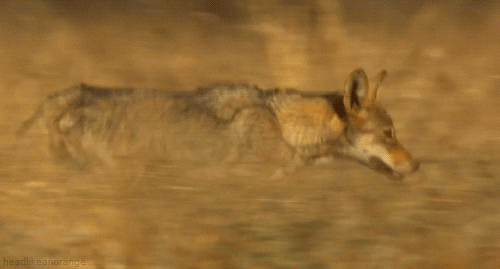 Indian Wolf GIF by Head Like an Orange - Find & Share on GIPHY
