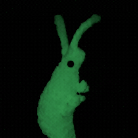 Dance Shrimp GIF