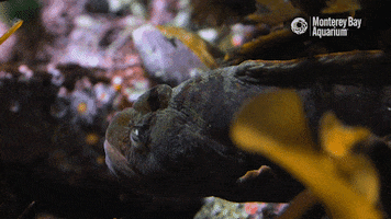 Angry Water GIF by Monterey Bay Aquarium