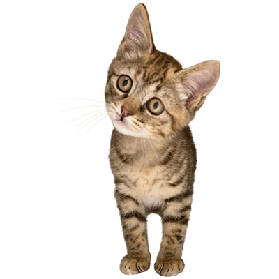 Cat Sticker