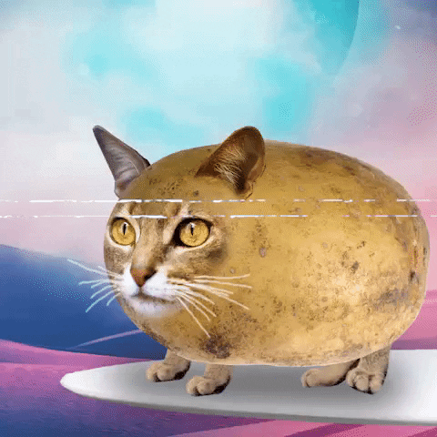 Cat Wtf GIF by Bubble Punk