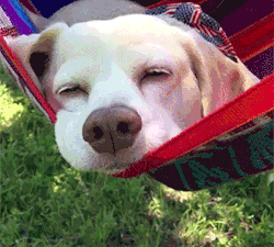 Giphy - Dog Chilling GIF