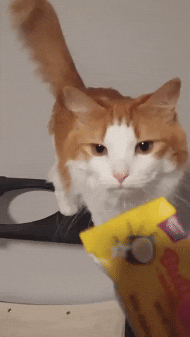 Cute Cat GIF
