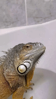 Tub Time Is Pet Lizard's Favorite Thing