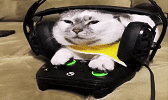 Cat GIF