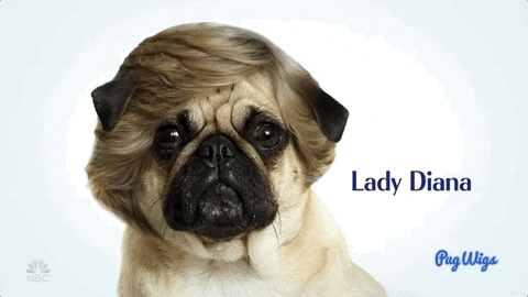 Pug Live Gifs Get The Best Gif On Giphy Pug Live Gifs Get The Best Gif On Giphy