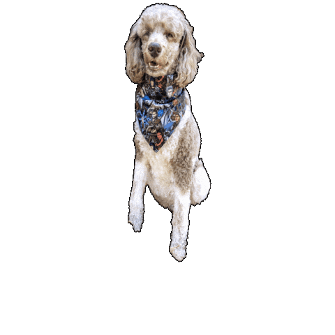 Baldurs Gate Poodle Sticker by Geekster Pets
