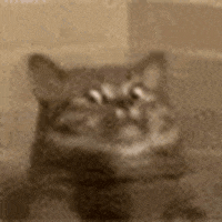 Cat GIF