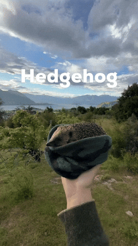 Hedgehog GIF