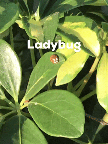 Ladybug GIF