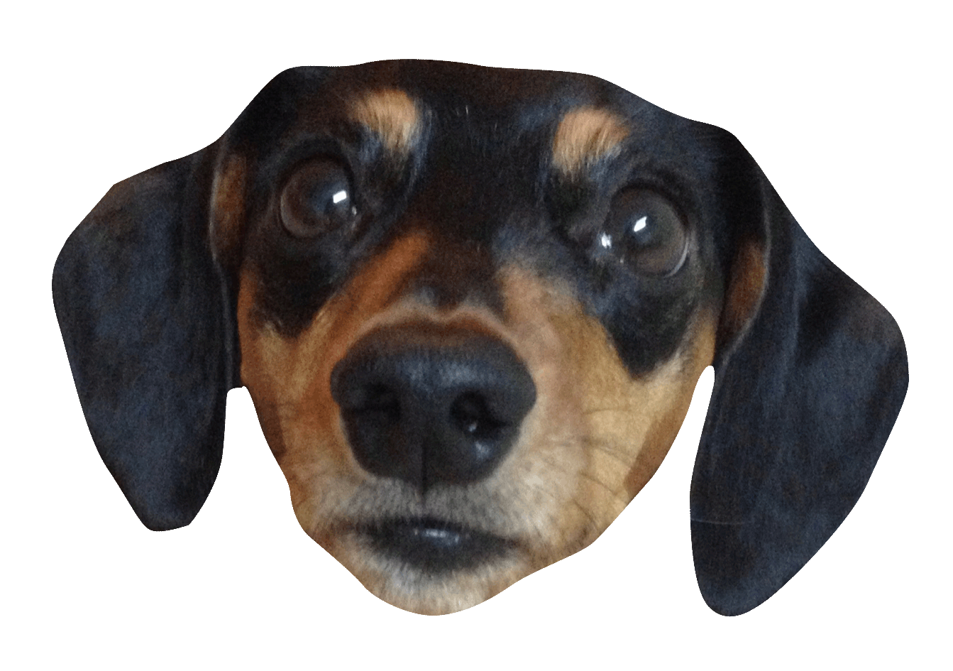 Sausage Dog Sticker by beangoods for iOS & Android GIPHY