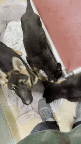Puppies GIF