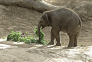 elephant spinning GIF