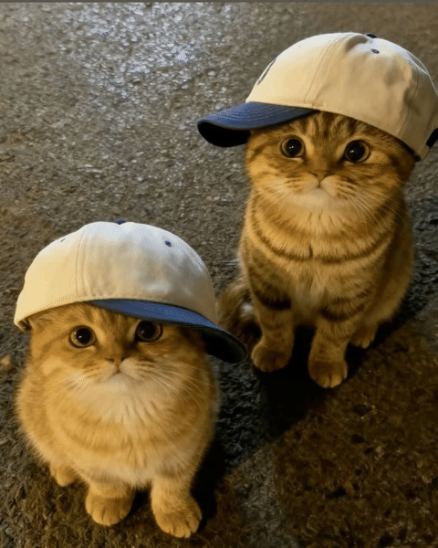 Cats GIF