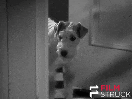 classic film dog GIF by FilmStruck