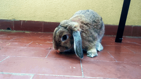giphy.gif?cid=4d1e4f2983d8bc65951e939e6908697466c7dde50999f791&rid=giphy.gif